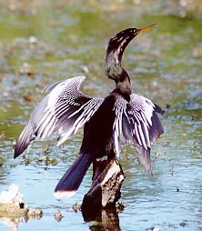 Anhinga